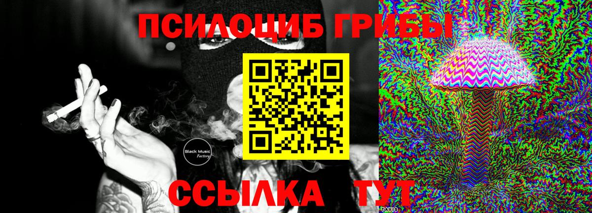 Псилоцибиновые грибы Psilocybe Дербент
